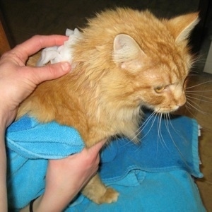 Cat standing on blanket with a person holding epsom salt to the exposed skin area
