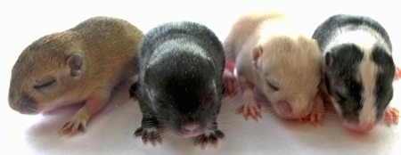Front view - A line of 4 baby gerbils are in a row facing forward standing on a white surface.