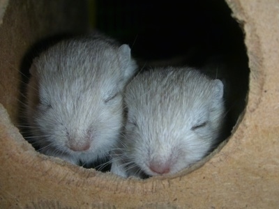 Close up head shots - Two tan gerbils are sleeping in a hole.