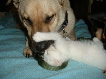 Close up - A tan German Shepherd/Chow Chow mix is sticking its nose into the face of a small white kitten who is on its back belly up on a bed. The kitten has its paw on the dog's nose.