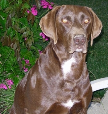 A chocolate with white German Shorthaired Labrador is sitting in a lawn chair in front of a large plant that has small purple flowers on it.