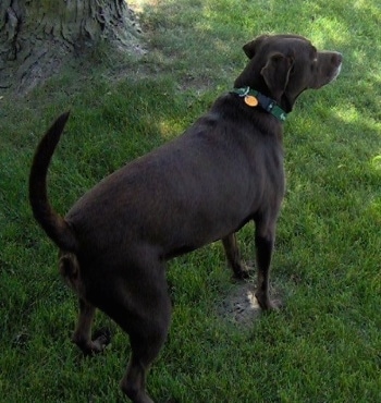A chocolate German Shorthaired Labrador is standing outside next to a tree in grass with its tail up in alert mode.