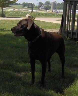 A chocolate German Shorthaired Labrador is standing in a yard and in front of a wooden deck.