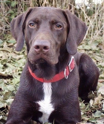 A chocolate with white German Shorthaired Labrador is wearing a red collar laying on a bunch of leaves in a field