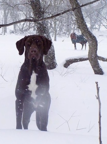 A chocolate with white German Shorthaired Labrador is standing in snow and looking forward. The snow is actively falling. There is a horse wearing a blue coat in the background.