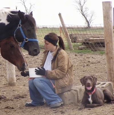A Lady is feeding two different horses, a black with white and a brown with white horse. A chocolate with white German Shorthaired Labrador is laying next to cinder blocks behind them.