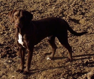 A chocolate with white German Shorthaired Labrador is standing outside in dirt