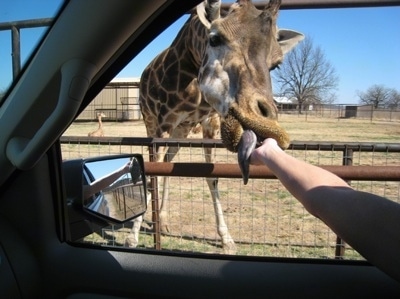 Feeding a giraffe at Arbuckle Wilderness 