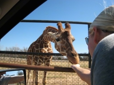 Giraffe standing on grass with its head in between the fence being fed by a person 