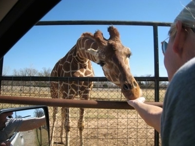 Giraffe standing on grass with its head in between the fence eating out of a persons hand