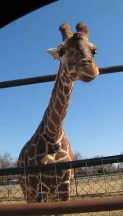 Giraffe standing behind a fence looking into a car
