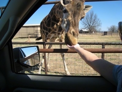 Giraffe standing behind a fence being feed out of a persons hand