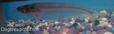 A glass catfish is in water with white, blue, pink, green and purple gravel with a blue background