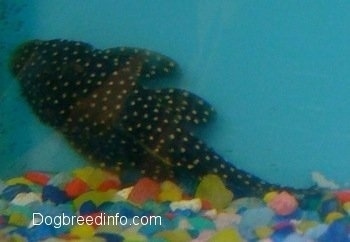 A black with white spotted golden nugget pleco is swimming against the backside of a glass tank.