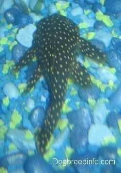 A black with white spotted golden nugget pleco is swimming over top of A Myriad of yellow and blue rocks