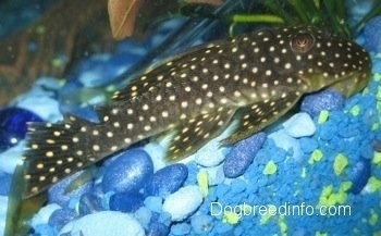 Close Up - A black with white spotted golden nugget pleco is overtop of a variety of blue gravel with some yellow mixed in