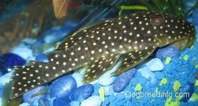 Close Up - A black with white spotted golden nugget pleco is swimming overtop of a myriad of blue rocks. There is a plant behind it