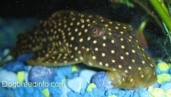 Close Up - A black with white spotted golden nugget pleco is scuttling along the bottom of a tank