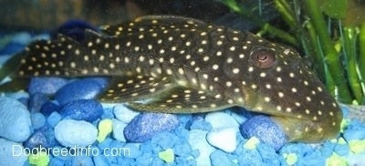 A black with white spotted golden nugget pleco is swimming in front of a plant.