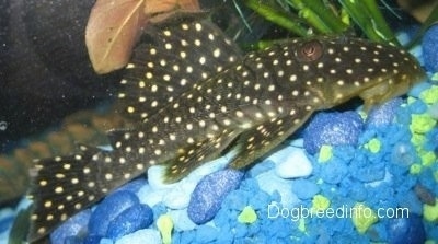 A black with white spotted golden nugget pleco is swimming over top of a variety of blue rocks with yellow mixed in. There is a plant behind it