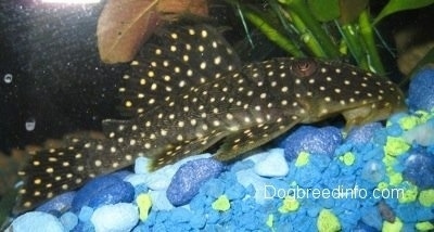 Close Up - A black with white spotted gold nugget pleco is swimming over top of a myriad of blue rocks with a green plant next to it.
