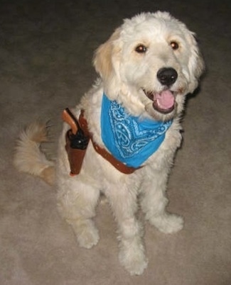A cream colored Goldendoodle is sitting on a tan carpet dressed up as a cowboy. It is wearing a blue bandana and a gun with a holster