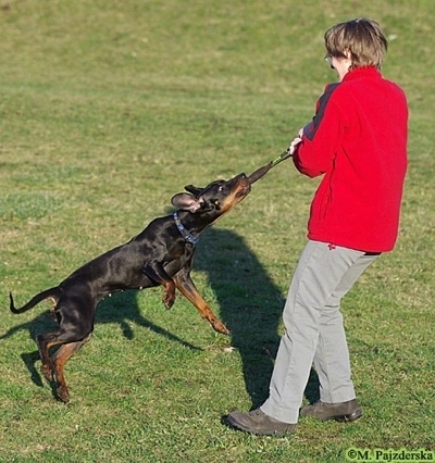 A black and tan Polish Hunting dog is biting onto a leather strap. A person is spinning around with it in there hands. The Polish Hunting dog is spinning through the air