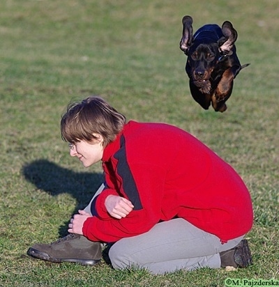 Action shot - A black and tan Polish Hunting dog is in mid-air jumping over a kneeling person in a red and blue fleece shirt.