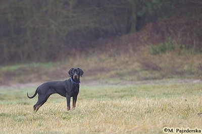A black and tan Polish Hunting dog is standing out in a field.