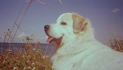 A Great Pyrenees is laying in tall brown dried flowers with a view of a large body of water behind it. Its mouth is open and its tongue is sticking out looking happy and content.