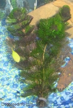 A Green Cabomba plant is sitting in a blue gravel with yellow aquarium with a large rock, green leaf floating, an alligator aerator.