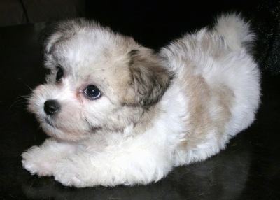 A furry little white and tan Havachon puppy is kneeling on a fuzzy blanket