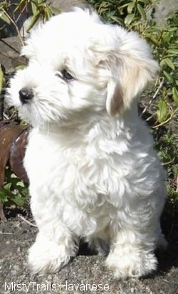 A white Havanese puppy is standing on a rock in front of bushes and looking to the left