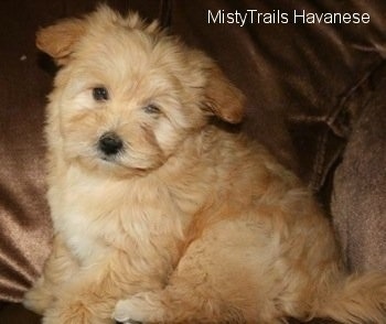 A tan Havanese puppy is sitting against the back of a brown couch
