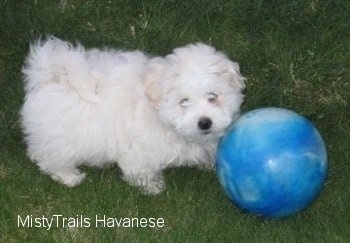 A white Havanese puppy is standing in grass and there is a blue ball in front of it