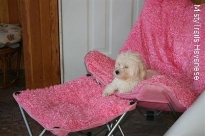 A white Havanese is laying in a fuzzy pink lawnchair