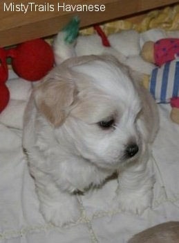 A white Havanese puppy is sitting on a towel. It is flanked by toys. The tip of its tail is marked green by a Sharpie