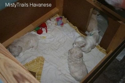 View from the top looking down of a whelping box. A line of Havanese Puppies are standing towards a door. There is another dog standing in the back left corner