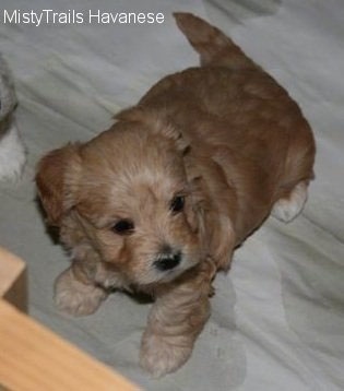 A tan Havanese puppy is standing inside the whelp box on top of white paper.