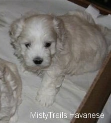 A white Havanese puppy is sitting in a box and it is looking up