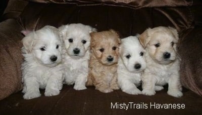 A litter of Havanese puppies are sitting side by side in a row in a brown arm chair