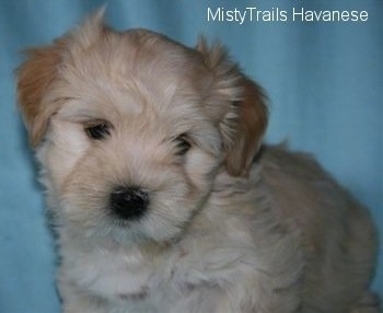 Close Up - A cream Havanese puppy is sitting in front of a light blue backdrop