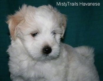 A white Havanese puppy is standing in front of a green backdrop. It is looking down and to the right