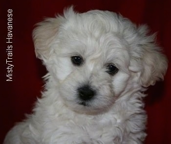 Close Up - A Havanese puppy is sitting in front of a red backdrop