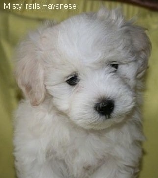 A white Havanese puppy is sitting on top of a yellow blanket