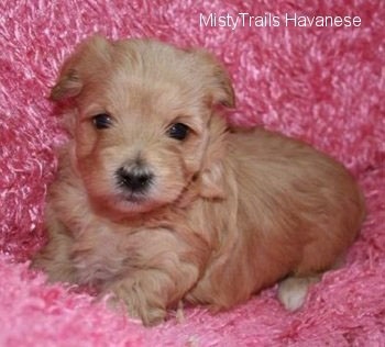 A tan Havanese puppy is sitting on a fuzzy pink backdrop