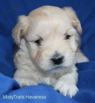 A white Havanese puppy is laying on a blue towel