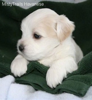 A white Havanese puppy is laying on top of a green towel