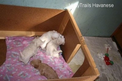 Two Havanese puppies are playing in the corner of a whelping box. There is another moving over towards them, and in the background a tan puppy is walking towards that one.