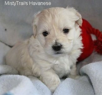 Close Up - A white Havanese puppy is sitting on a blanket. There is a red toy behind it